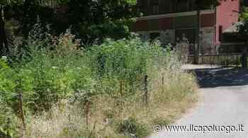 Bagno Piccolo, sos incidenti: "Quell'incrocio dimenticato e nascosto dall'erba" - Il Capoluogo