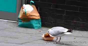 Most harrowing seagull stories from bullies to bacon barm thieves