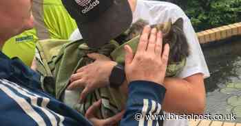 Owner's devastation after cat is mauled to death by dogs