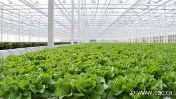 Alberta lettuce scores Canada-wide Wendy's contract thanks to good 'bun coverage'