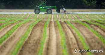 Warm weather, rain contributing to ‘fair to excellent crops,’ says Sask Ag