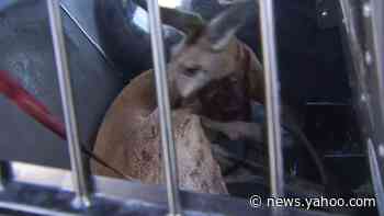 Kangaroo apprehended roaming Fort Lauderdale streets leaves police perplexed