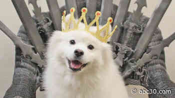 Morris Animal Inn: Luxury pet resort gives dogs and cats the royal treatment