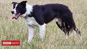 Skipton sheepdog auction forced online by coronavirus