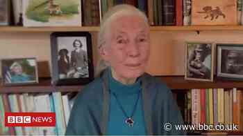 Goodall: 'Great hope' chimpanzees can avoid extinction