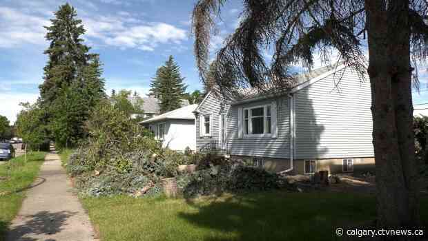 Calgary residents frustrated the city doesn't protect mature trees on private property