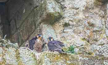 Eleven rare peregrine falcon chicks hatch at National Trust sites