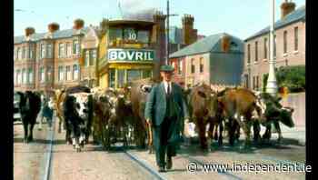 Recalling Dublin Livestock Market once the nerve centre of Irish agriculture - Farm Ireland