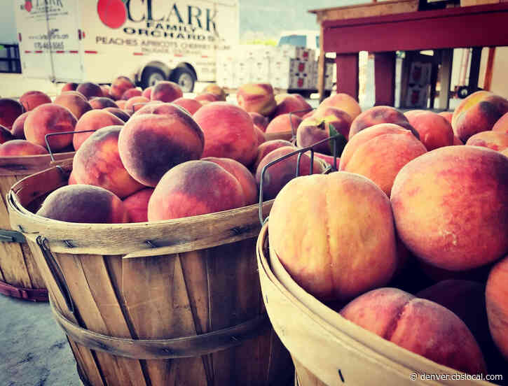 Coronavirus In Colorado: Palisade Peach Festival Canceled