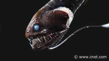 Ultra-black nightmare fish reveal secrets of deep ocean camouflage     - CNET