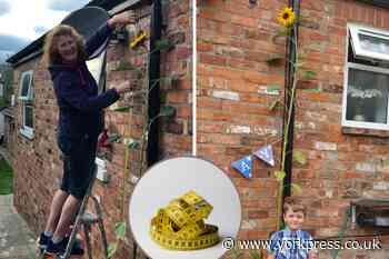 York five-year-old grows 9ft 3ins sunflower in garden
