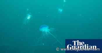 Coral discovered in uncharted Danish waters – in pictures