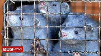 Coronavirus: Spain orders culling of almost 100,000 mink