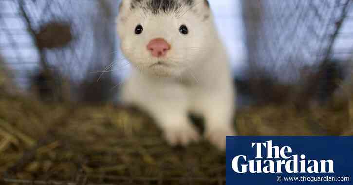A million mink culled in Netherlands and Spain as virus causes havoc for fur farmers