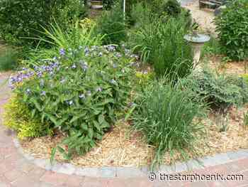 Low water, low maintenance gardening