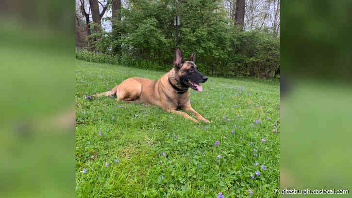 Homer City K9 ‘Thor’ Helps Apprehend State Police Top 5 Fugitive