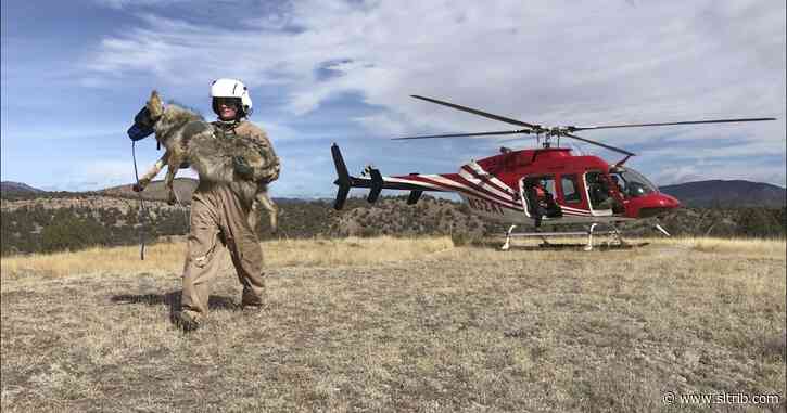 Anti-wolf group goes to court to keep Utahns from knowing how it spends tax money