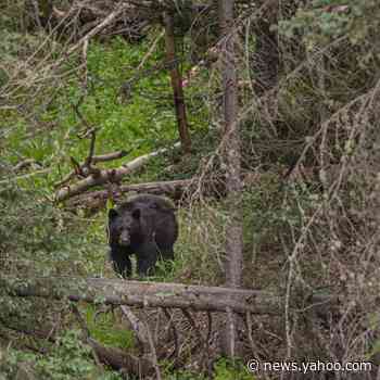 Man survives attack by 400-pound bear in Colorado home