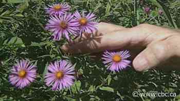 The 'growing trend' of wild gardens in the 1990s