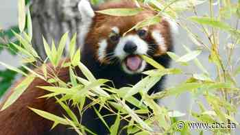 Red panda gives birth to cubs at Toronto Zoo after 1st pregnancy in 24 years