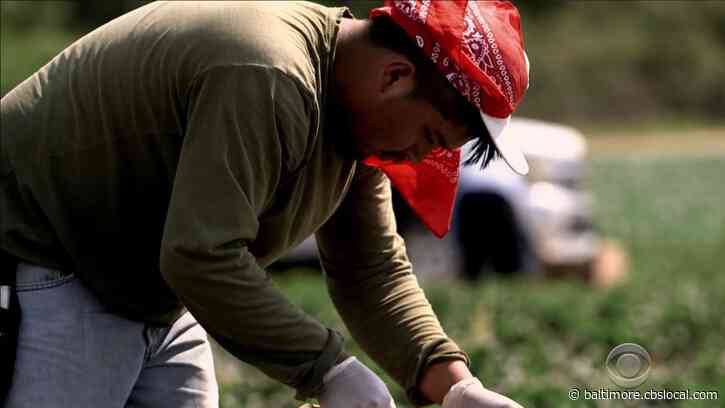 ‘Pandemia: Latinos In Crisis’ Available To Stream Now On CBSNews