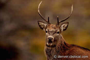 Changes To Colorado Parks And Wildlife Website Intended To Help Hunters