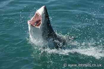 Large shark snatches young boy from fishing boat
