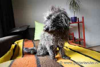 Jules Krikke, de beroemdste wonderhond van Nijmegen, overleden