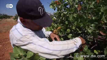 Syrische Bauern kehren zurück | DW | 17.07.2020 - Deutsche Welle