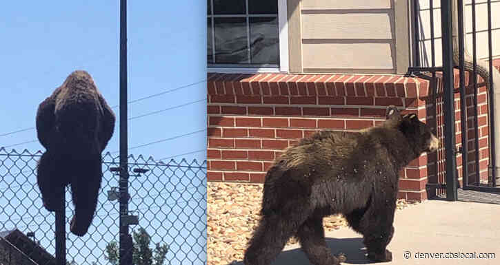 Bear Cub Wanders Near Highlands Ranch Town Center
