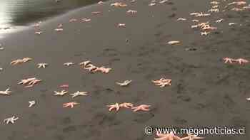 Inusual varazón de cientos de estrellas de mar se registra en Coronel y en Lota - Meganoticias