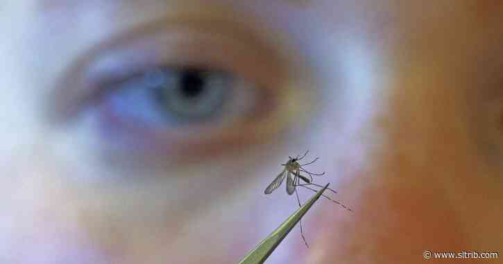 Mosquitoes flying free as health departments focus on the coronavirus