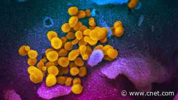 COVID-19 virus isn't transmitted by mosquitoes, scientists find     - CNET