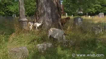 Historic Buffalo cemetery gets goatscaped Friday