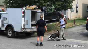 Dogs removed from Brampton, Ont. home after 70-year-old woman attacked
