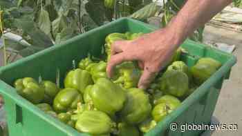 U of C reports crucial link between food security, foreign workers