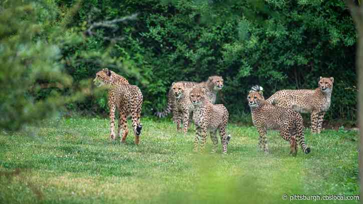 Pittsburgh Zoo Reveals Names Of 5 New Cheetah Cubs
