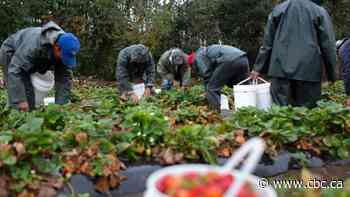 Migrant workers claim cramped quarters a problem at COVID-19 stricken Okanagan farm