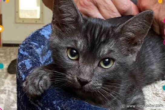 Sweet kitten Lizzie loves to play