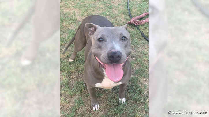 Staffordshire terrier mix Fannie Mae would make a great family dog