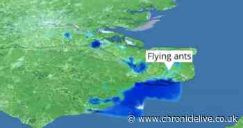 Swarm of flying ants so large it can be seen from space heading to UK