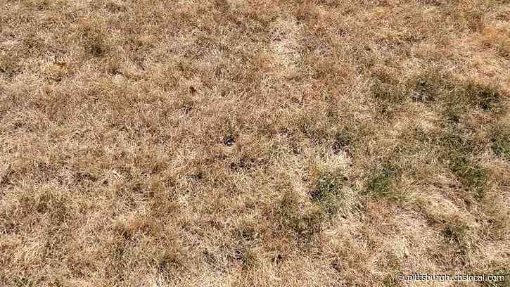 Hey Ray! Why Our Lawns Become So Dried Out In The Summer