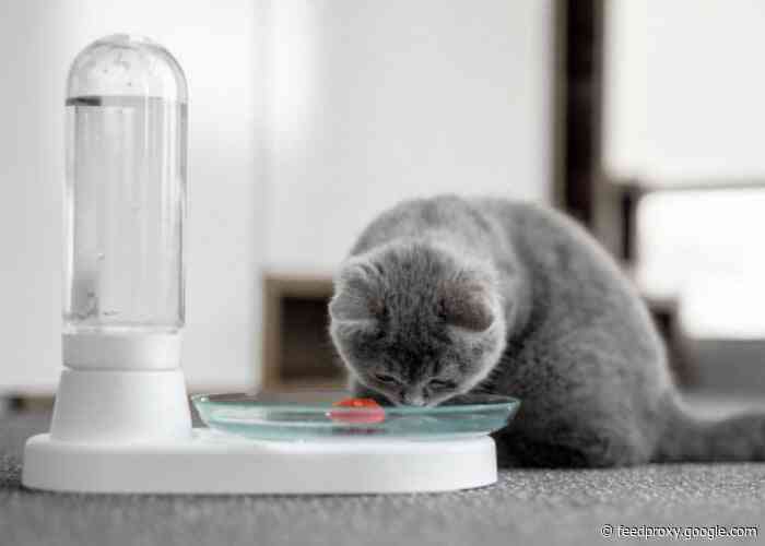 KittySpring bacteria-free cat water fountain from $32