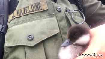 Pair of buffleheads reunited with 3 ducklings after night out in Hinton, Alta.