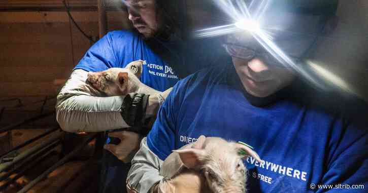 Animal welfare activists facing prison time seek top Utah prosecutor’s donor list