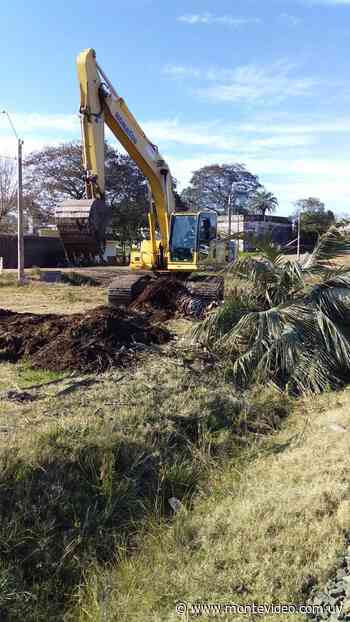 Vecinos de Guichón se movilizaron por la tala de ejemplares de palmeras Yatay - Montevideo Portal
