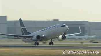 Skunk, seagull killed by planes at Ottawa International Airport this month - CTV News Ottawa