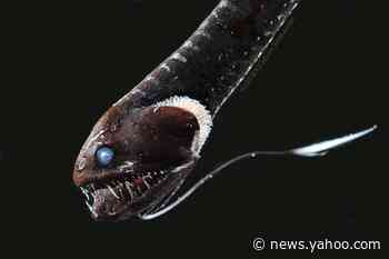 Terrifying photos show "ultra-black fish" for the first time