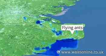 50 mile swarm of flying ants picked up on weather radar