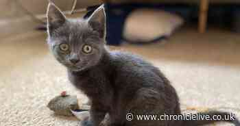RSPCA called to injured eight-week old kitten left on Durham road